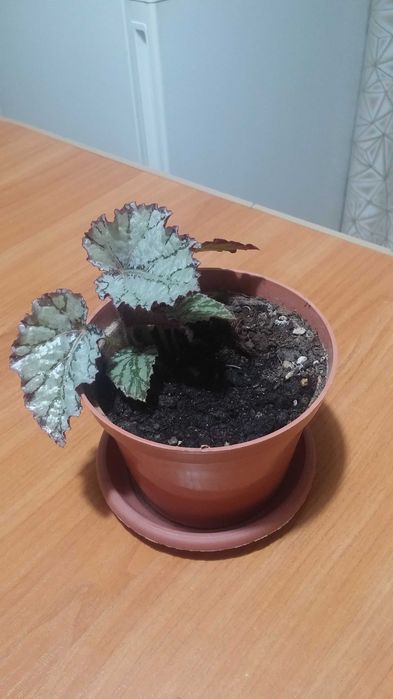 Бегония комнатная