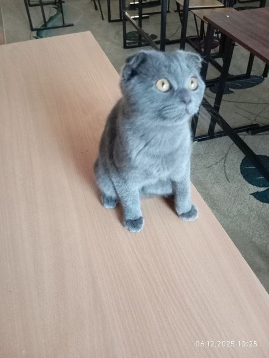 Срочно продается  вислоухий котенок