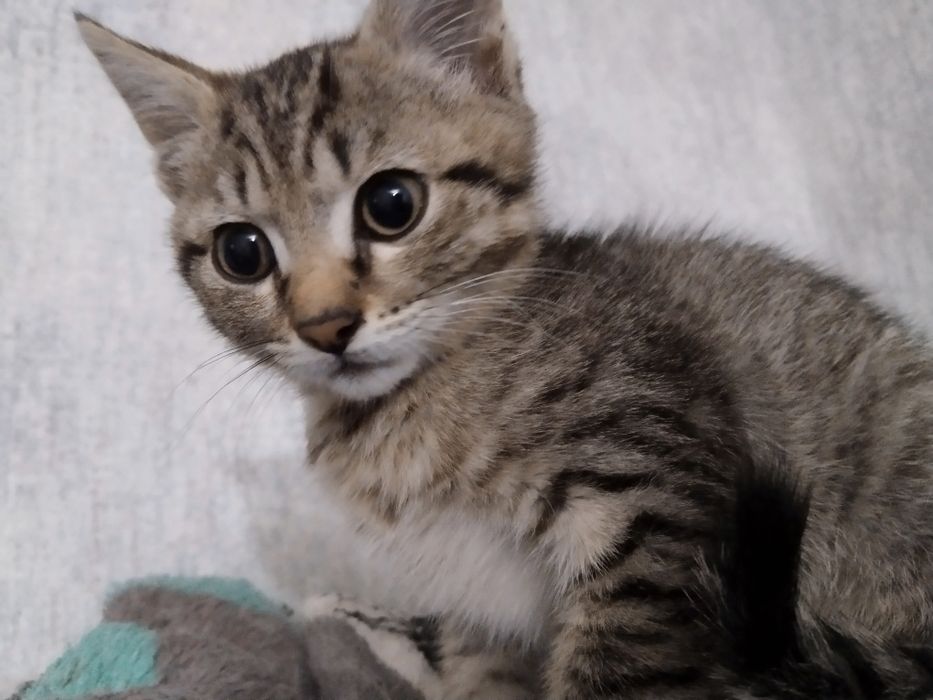 Срочно ищем дом котенку