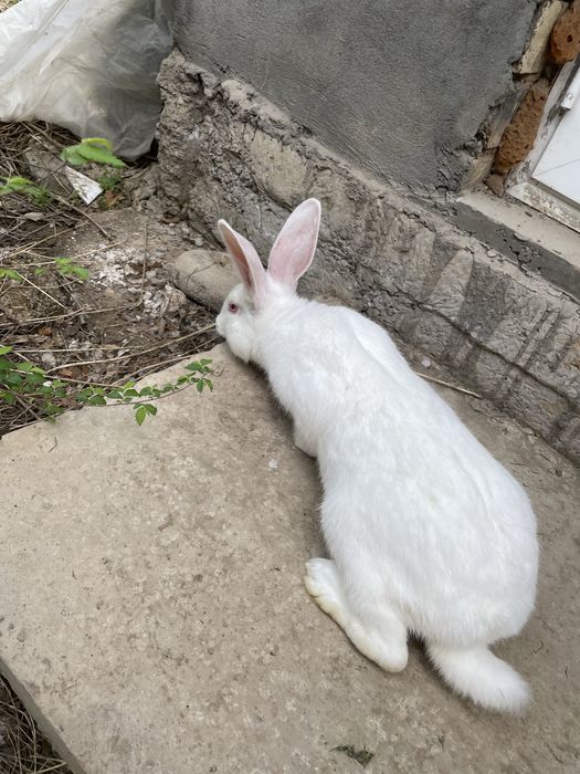 Quyon erke zoti toza