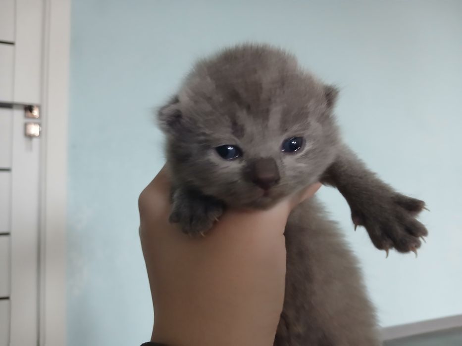 Бронирование котят