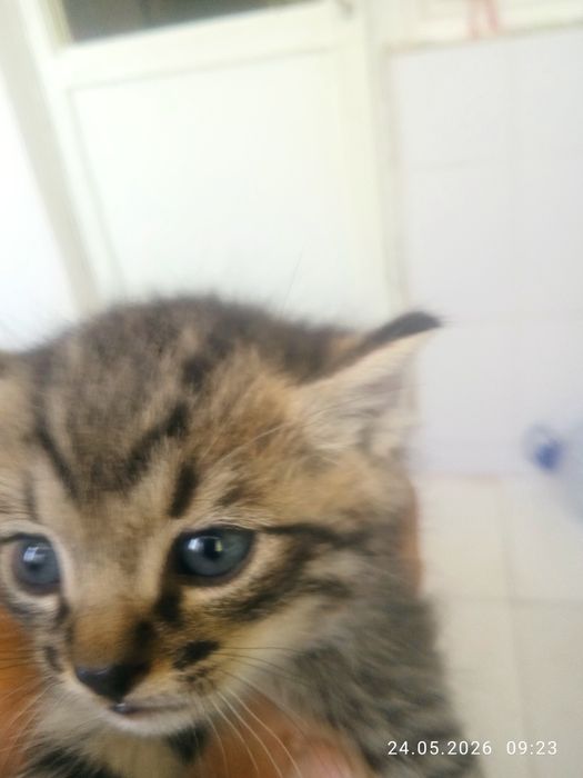 Продам котят 1,5 месяца