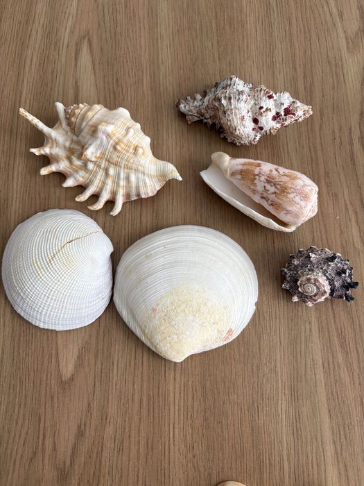 Морские  ракушки для оформления декора и для аквариумов