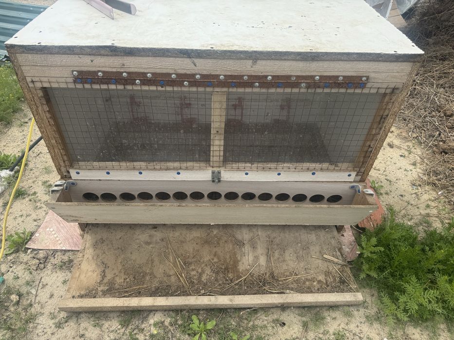 Брудер тауыктын балапанына