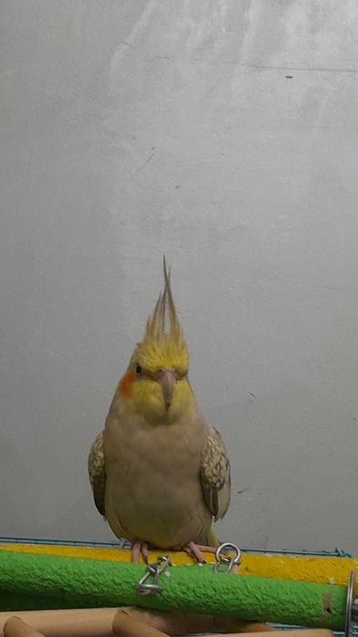 Папугай с клеткой