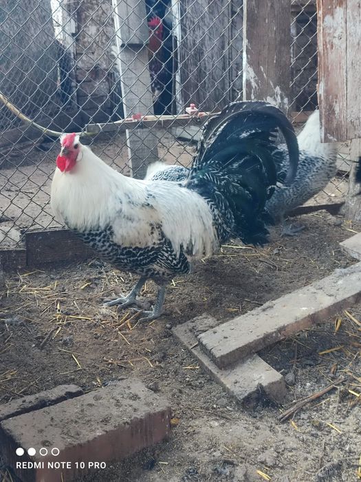 Разплодни яйца от Вествалска кокошка