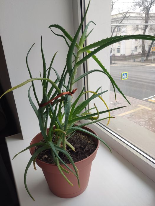 Продам лечебный алоэ 5 лет.