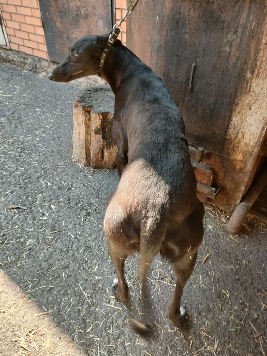 Продам грейхорт рабочий