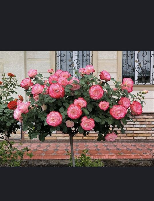 shtamp atirgul, hovli uchun gul, штампвий atirgul gullar