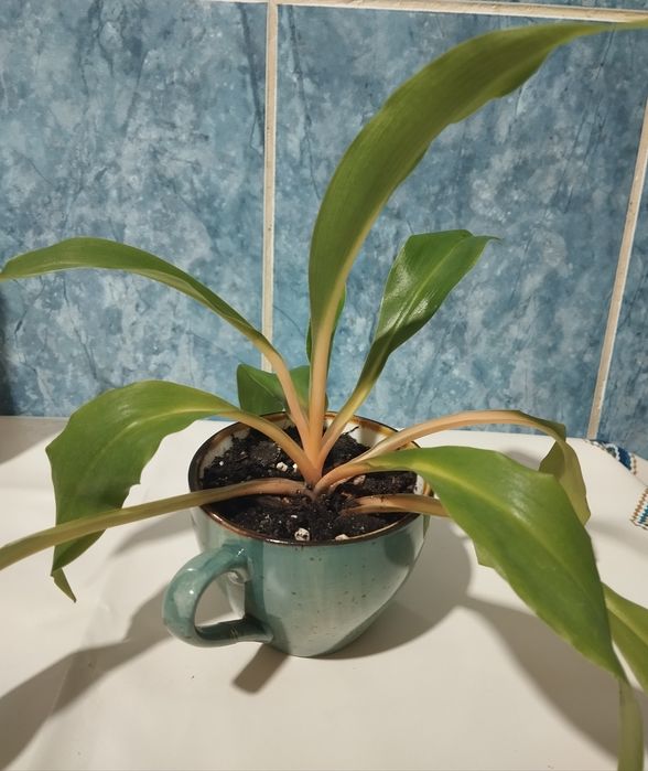 Продам Хлорофитум продам