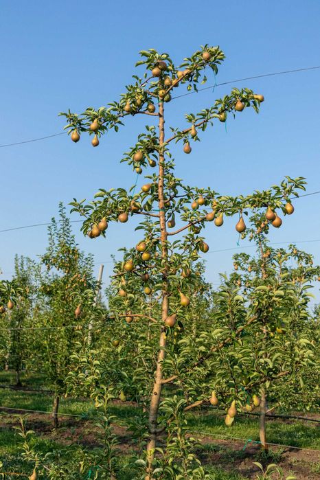 Продава се Земеделски имот в с. Братово, Област Бургас -  кв.м за 9211 €/дка - Снимка #11