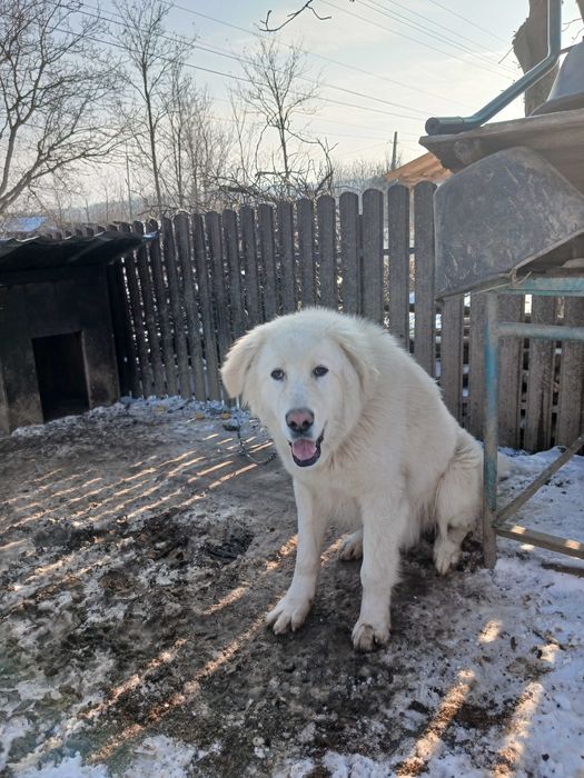 Isi cauta o noua casa