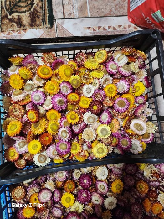 Vand imortele,flori de paie.