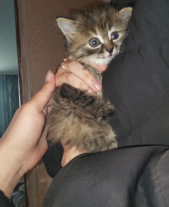 Отдам два котенка бесплатно