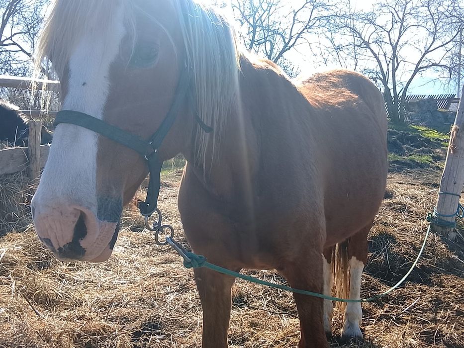 Продам кобылу. Обьезженная. 8 лет.