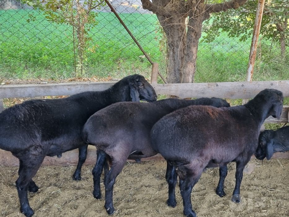 Hisori Qoʻchqorlar Sotiladi