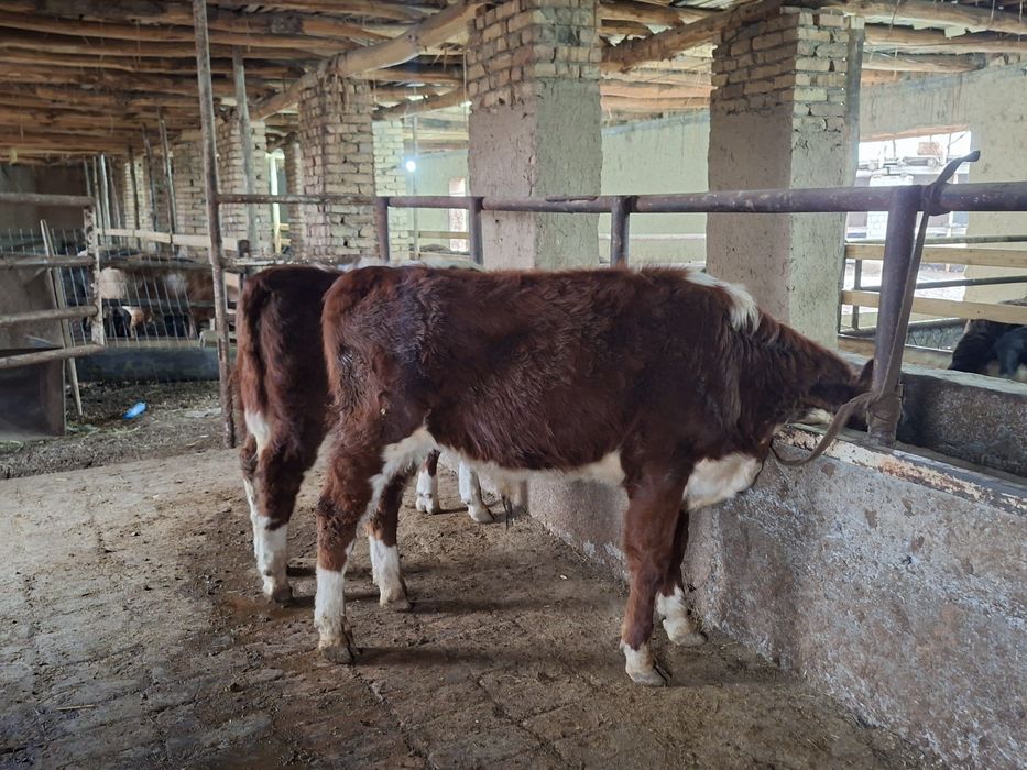 Гренфорд бузола сотилади