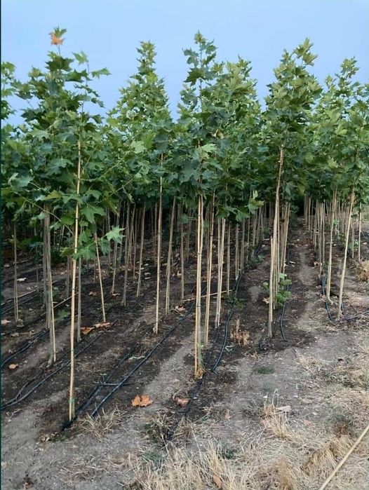 Platani cei mai ieftin