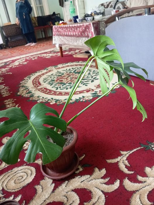 Monstera va singonium sotiladi