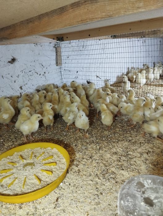 Ок жужалар 3000сум