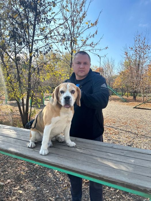 Бигль на вязку