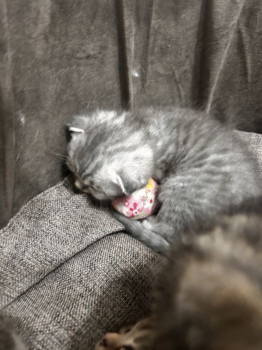 Котята в добрые руки бесплатно!!