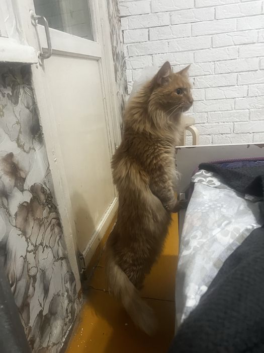 Потерялась кошка