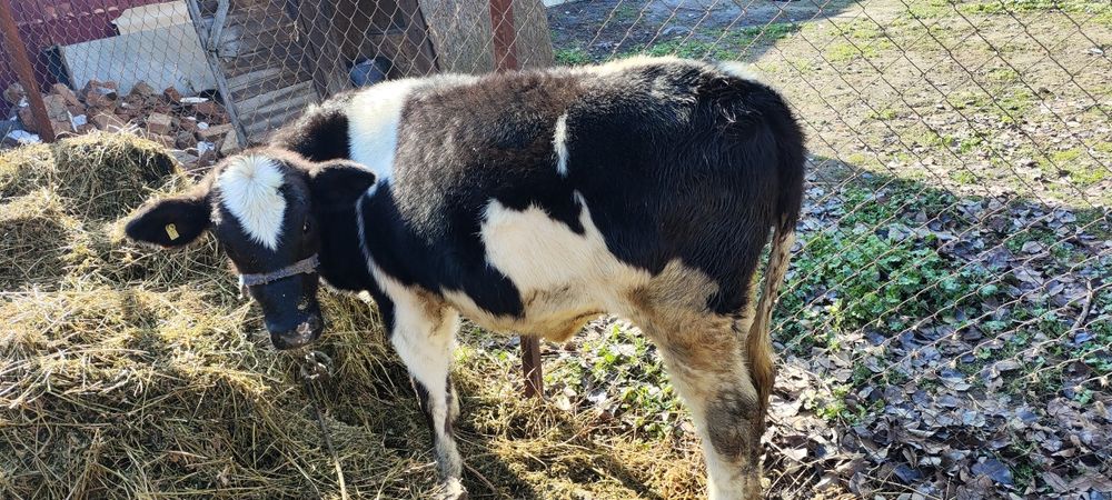 Продам молодую телку