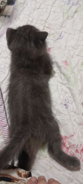 Продаётся котята ждут своих добрых хозяев