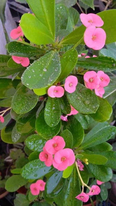 Продам эуфорбию.Молочай