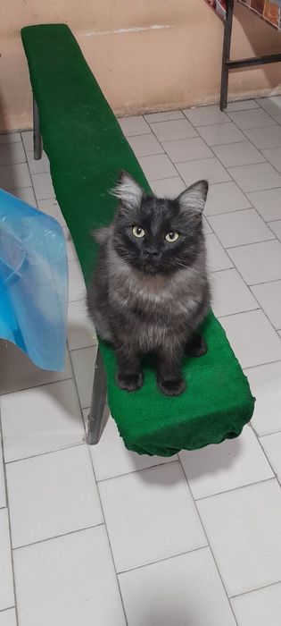 Хадяга мушук бервораман