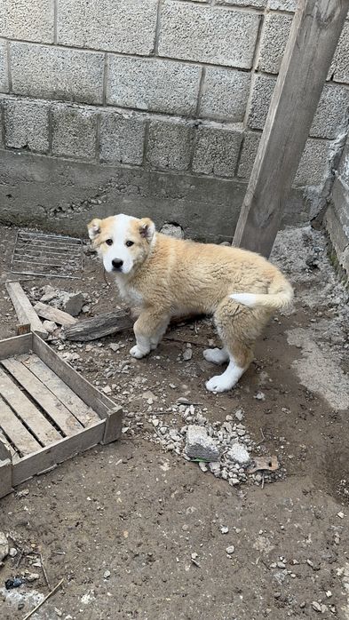 Продается алабай