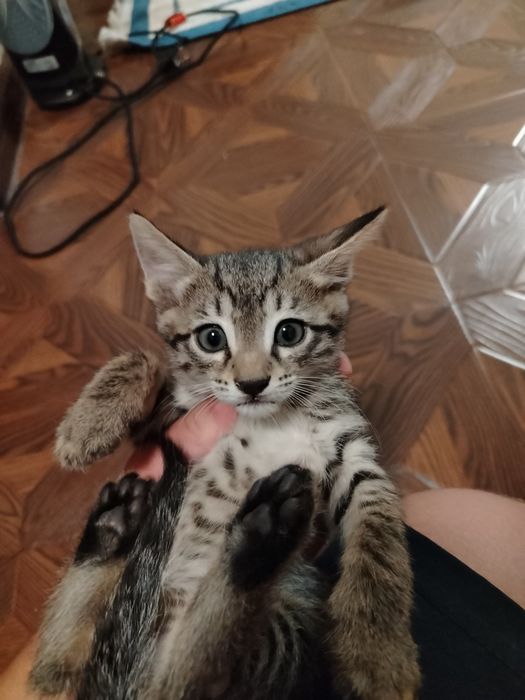 Отдам котят в добрые руки
