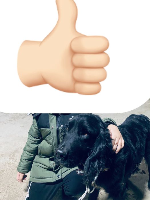 Спаниель еркеккк