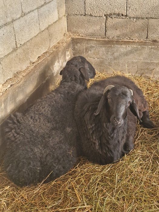 Кошкар,  кошакан