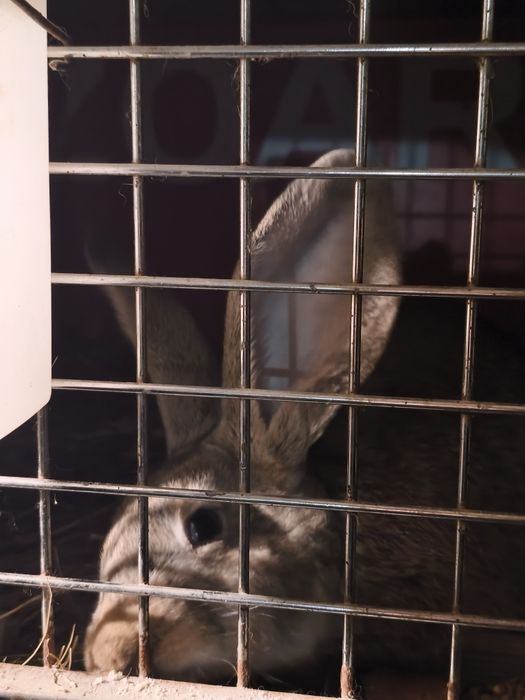 Uriaș german de vânzare