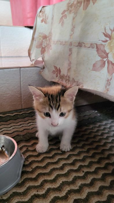 Подаряваме малки котета