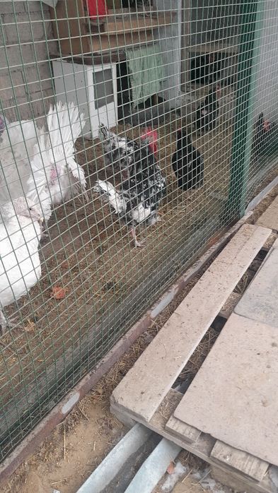 Продаются 1индюк и 4индюшки