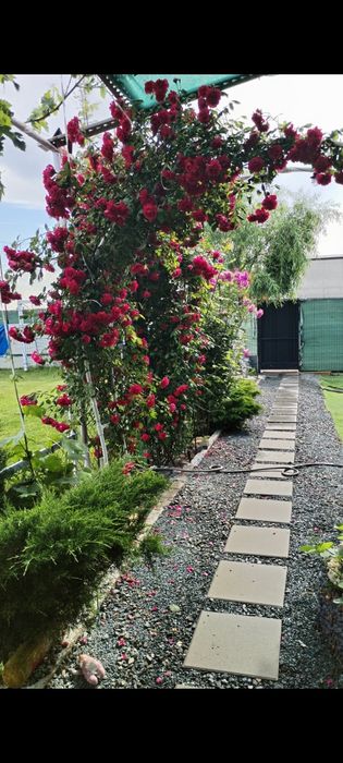 Relax Garden ,curte evenimente private
