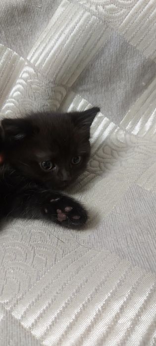 Котёнок Девочка В Добрые Руки
