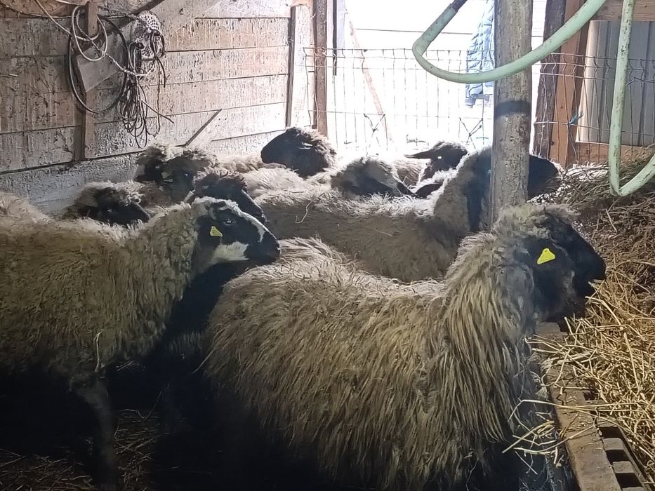 Vând 16 mioare și stramioare de talie mare