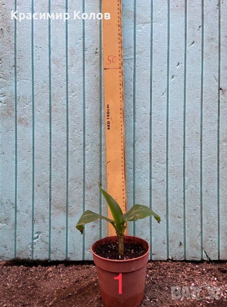 Банан ядлив джудже, Musa acuminata 'Dwarf Cavendish', растения