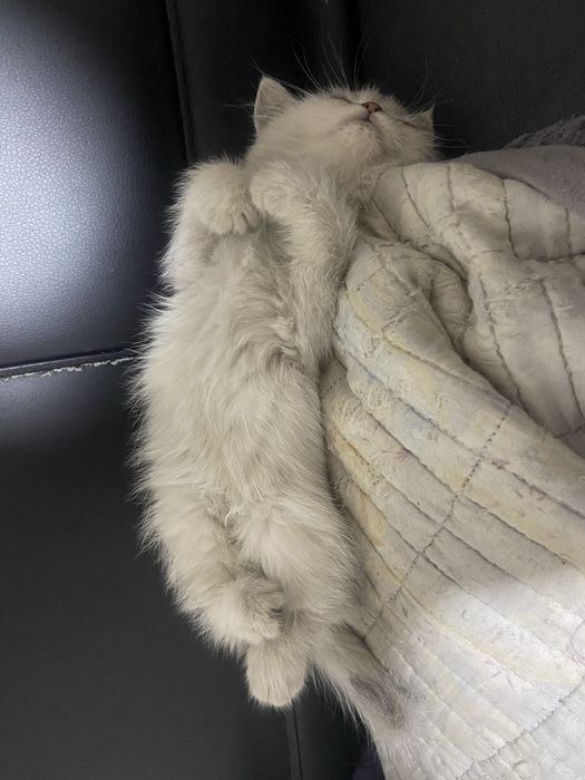 Британские шиншиллы в продаже