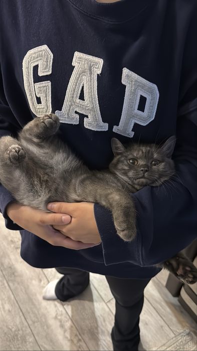 Кошка британка серая