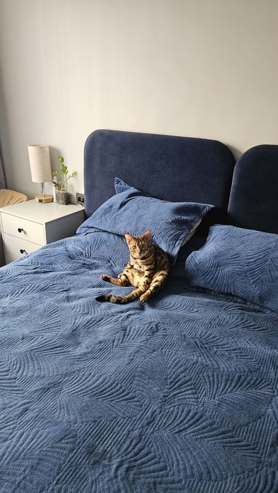 Продам кота Бенгала
