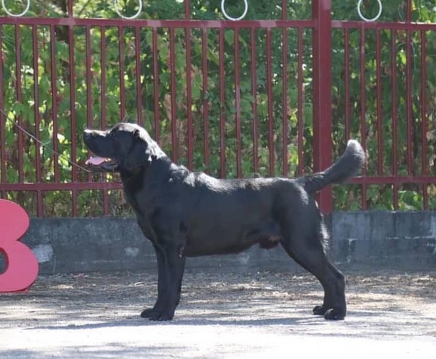 Щенки лабрадора