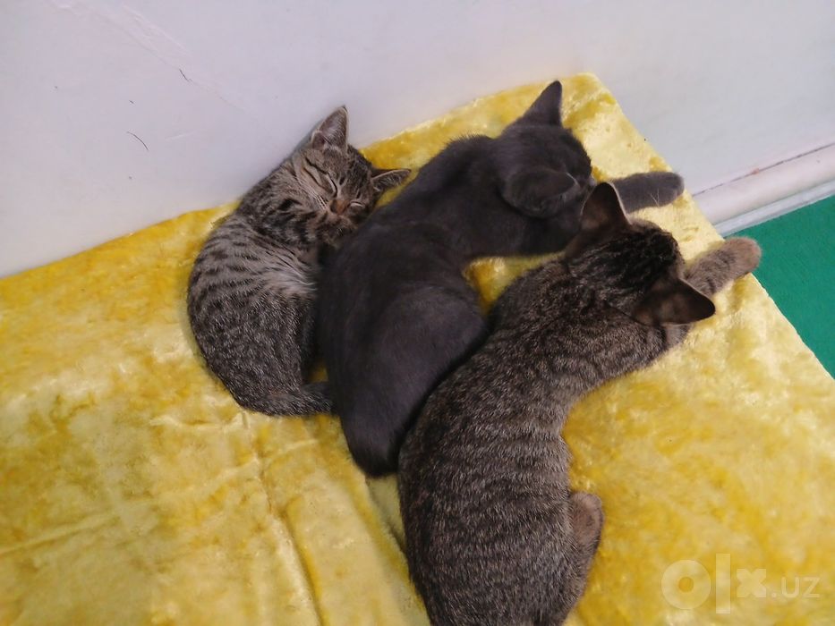 Котята в подарок