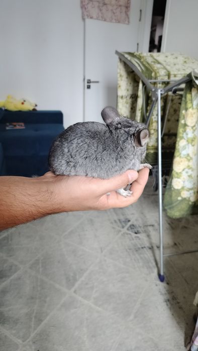 Шиншиллы маленькие
