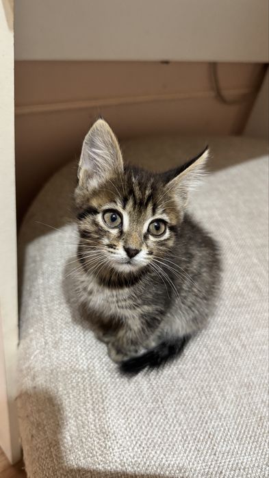 Мысык беремин ТЕГІН!