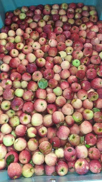 Suc de mere 100% natural, pasteurizat 3l/20ron, fără conservanti. ,